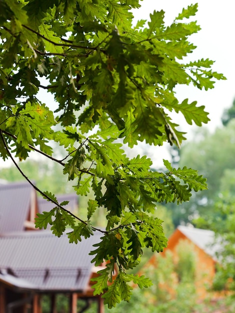 Groene eikenbladeren en houten huis