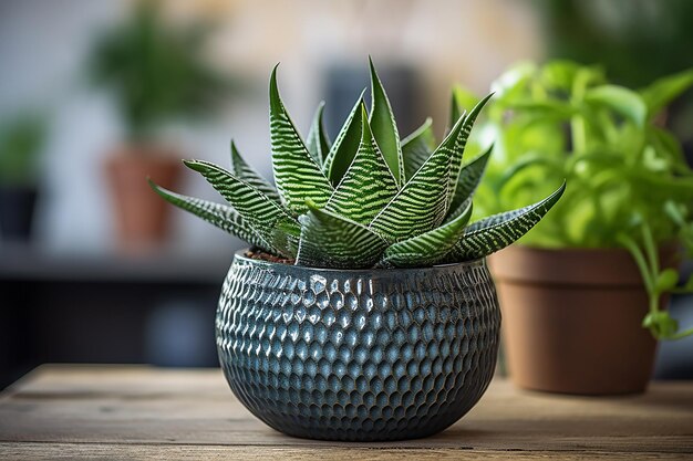 Groene elegantie Foto van Haworthia-plant in een pot