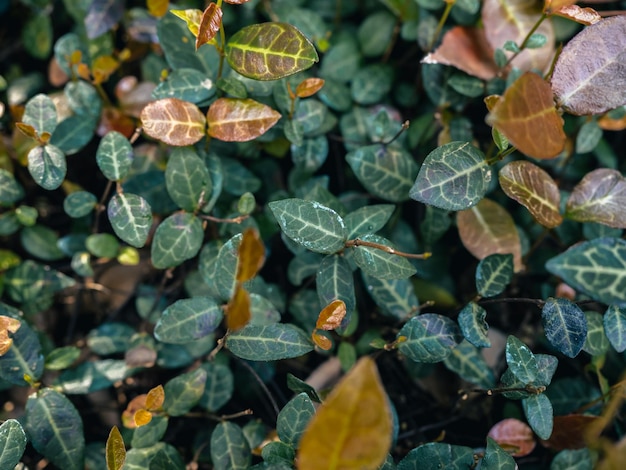 groene en gele bladeren bedekken achtergrond