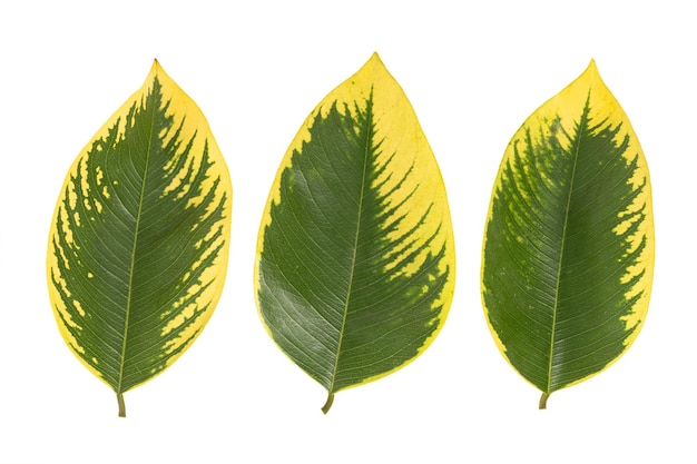 Foto groene en gele bladeren patroon herfst plant blad geïsoleerd op een witte achtergrond