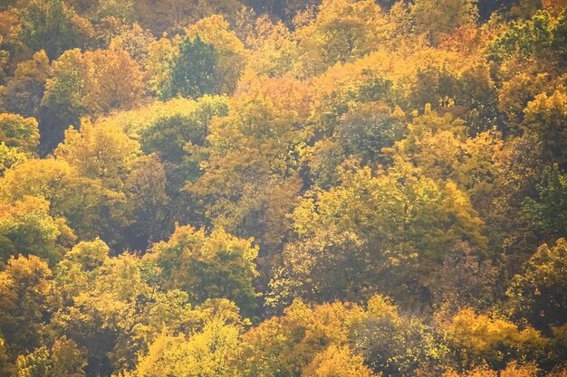 Groene en gele boomkronen bekijken van bovenaf Toned