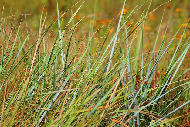 Foto groene en gele grastextuur