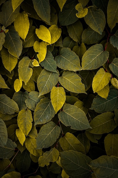 groene en gele japanse duizendknoop plantenbladeren op gele achtergrond in het herfstseizoen