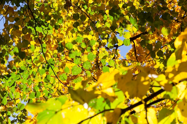 Groene en gele lindebladeren in de herfst. focus op de voorgrond.