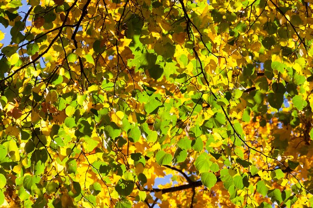 Groene en gele lindebladeren in de herfst