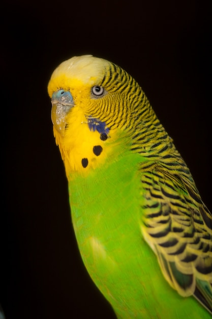 Groene en gele parkiet