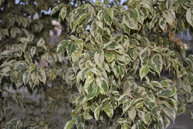 Groene en witte bladeren