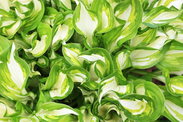 Foto groene en witte hosta