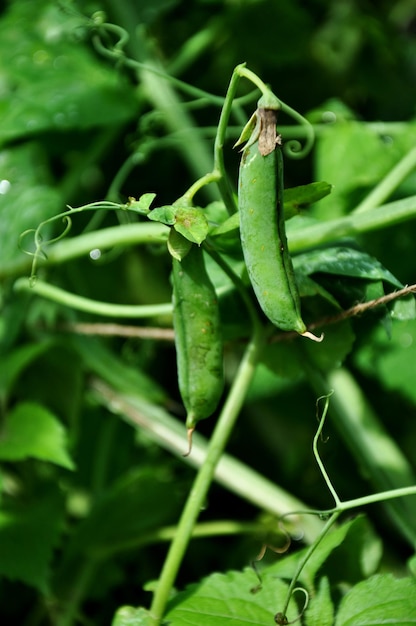 Groene erwten groeien in de tuin