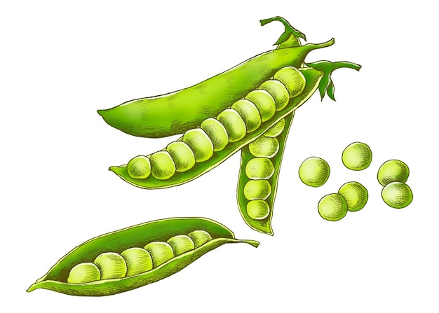 Groene erwten png illustratie doorzichtige achtergrond
