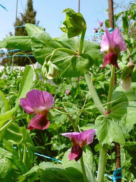 Groene erwtenplant in bloei met paarse bloemen buiten in de moestuin