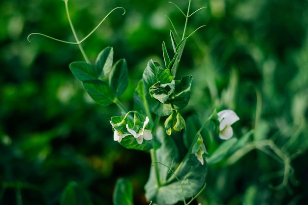 Groene erwtenspruiten Groene erwten in het veld Close-up van bladeren en bloemen Landbouwindustrie Een biologisch product