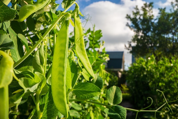 Groene erwtgroenten in de tuin Close-up van verse erwten en erwtpotten Biologisch en veganistisch voedsel Landbouwplanten die in tuinbeddingen groeien