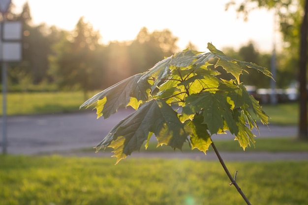 Groene esdoornbladeren in zonlicht bij zonsondergang