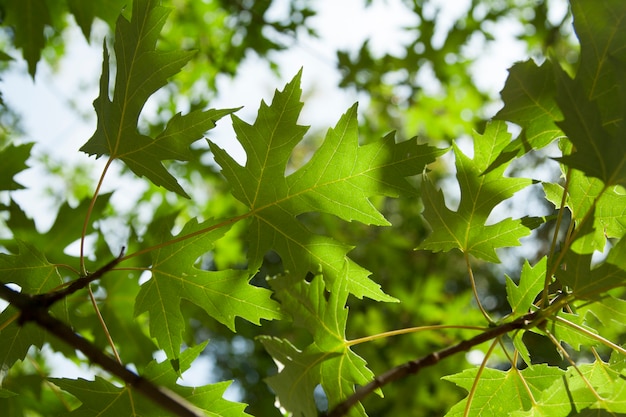 Groene esdoornbladeren op een boom in backlight