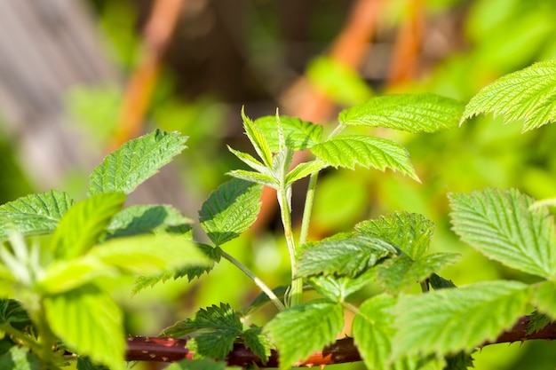 groene frambozenblaadjes