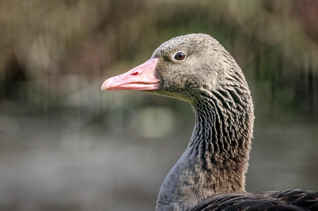 Foto groene gans