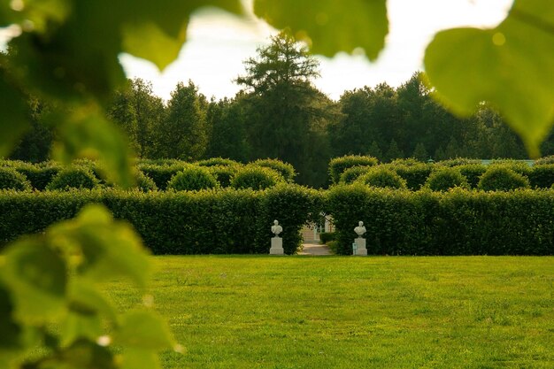 Groene gazonhaag en tuindecor in het stadspark met bomen erachter Gezien door bladeren