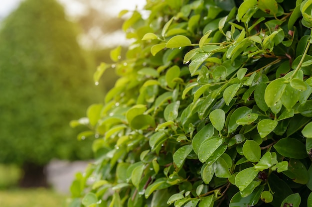 Groene gebladerteachtergrond