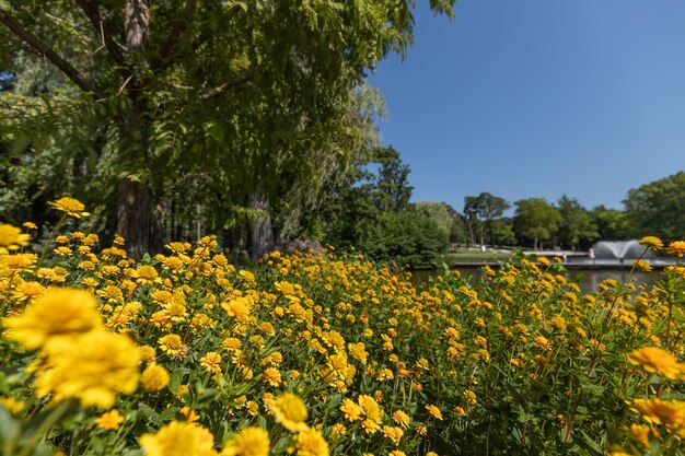 Groene gebladertebomen in de zonnige zomer met gele bloemen door het waterlandschap van de vijverrivier