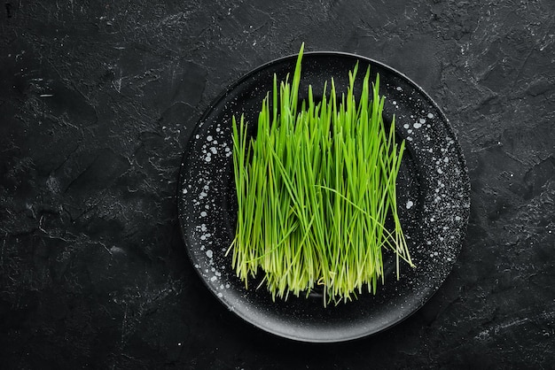 Groene gekiemde tarwe Micro Green Gezonde voeding Bovenaanzicht Vrije ruimte voor uw tekst