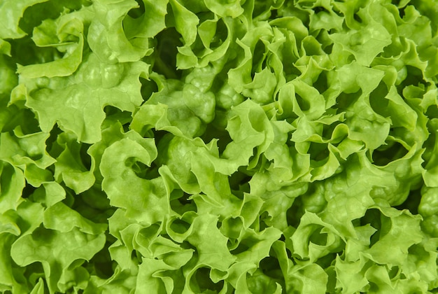 groene gekrulde blaadjes sla salade