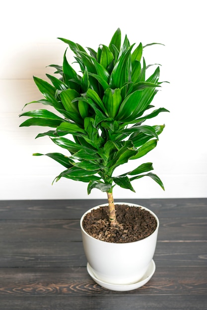 Groene geurige dracaena plant geïsoleerd kamerplant, home decor concept