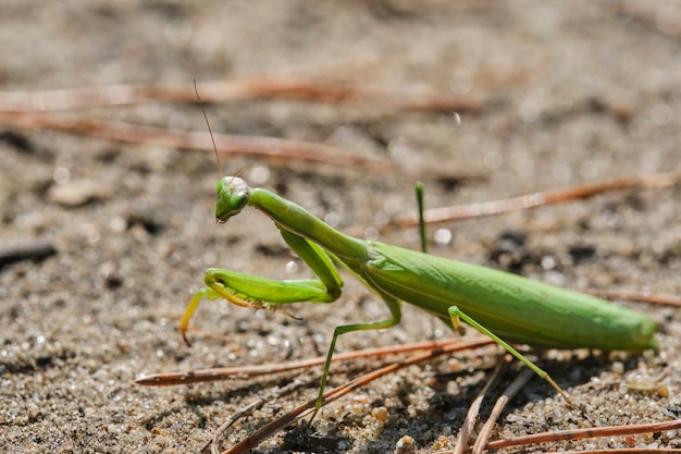 Groene gewone bidsprinkhaan religieuze bidsprinkhaanclose-up op een zanderige macrofoto als achtergrond