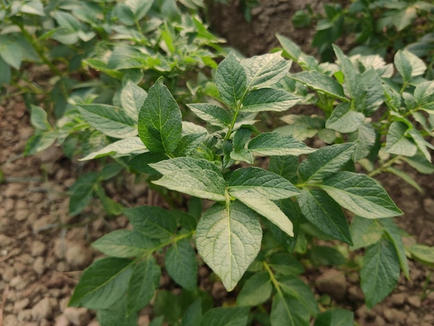 Groene gezonde bladeren van jonge aardappelplant