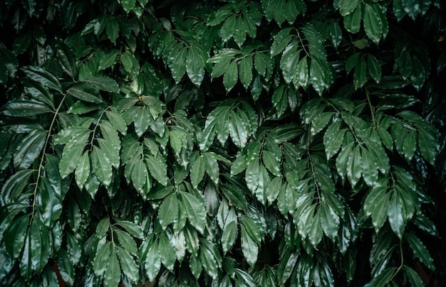 Groene glanzende bladeren natuurlijke achtergrondtextuur van bladeren als achtergrond