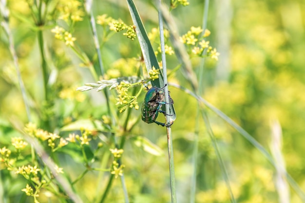 Groene glanzende kever zit op een grasspriet in een veld