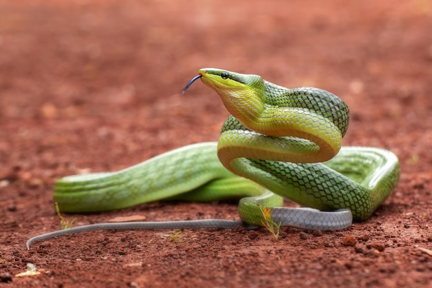 Groene gonyosoma-slang die rondkijkt