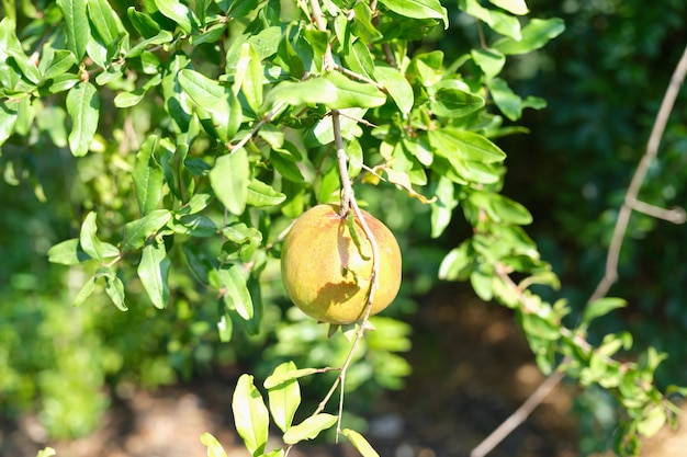 Groene granaatappel die op boom in tropische landclose-up groeit