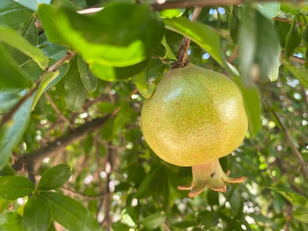 Groene granaatappel op de boom Granaatappelfruit op boomtak