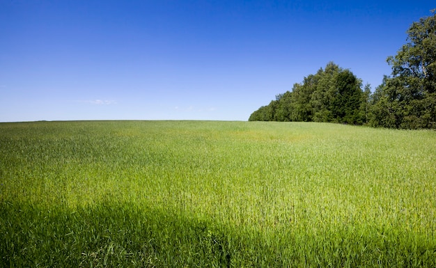 Foto groene granen en bomen in het bos