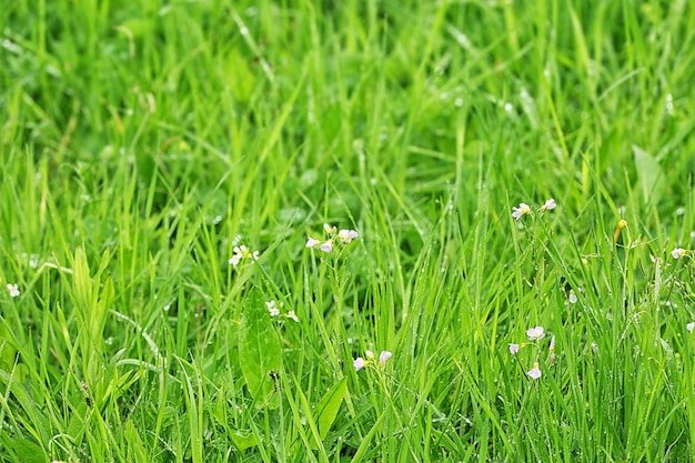 Groene gras close-up
