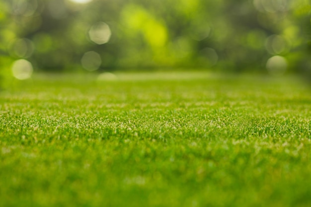 Groene gras natuurlijke achtergrond met selectieve focus