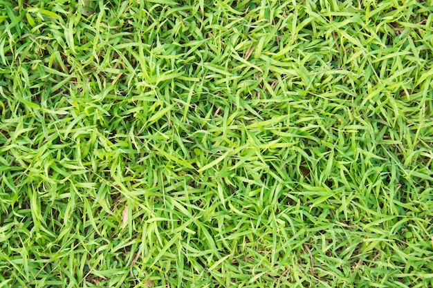 Groene gras natuurlijke achtergrondstructuur