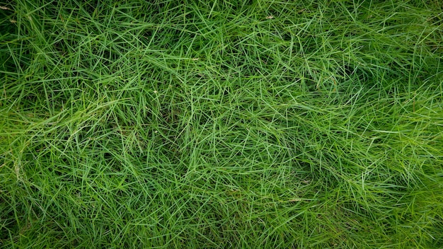 Groene gras textuur achtergrond van bovenaanzicht