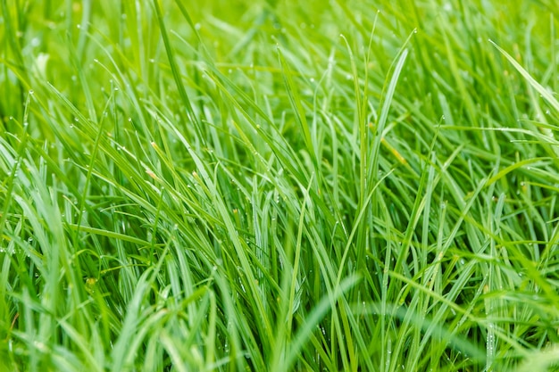 Groene grasachtergrond in zacht-nadruk.