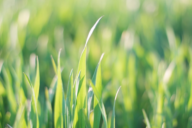 Groene grasachtergrond met zachte nadruk