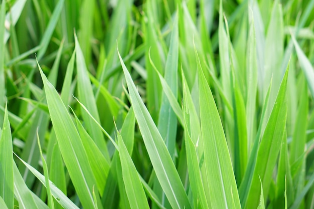 Groene grasachtergrond voor fodderx9xA