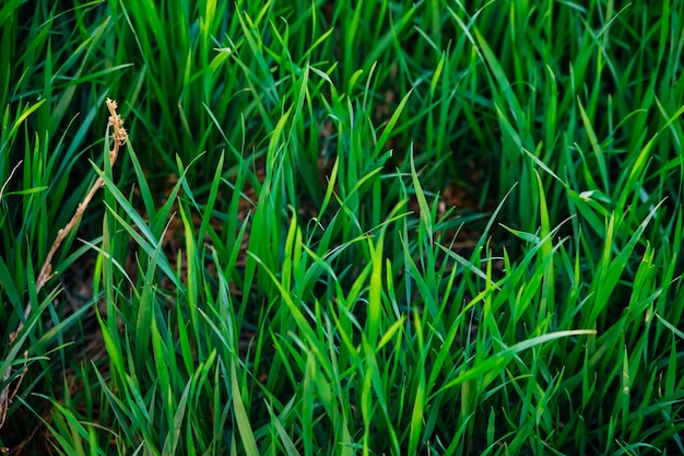 Groene grasclose-up Natuurlijke achtergrond De textuur van groen, sappig gras in de stralen van de felle zon