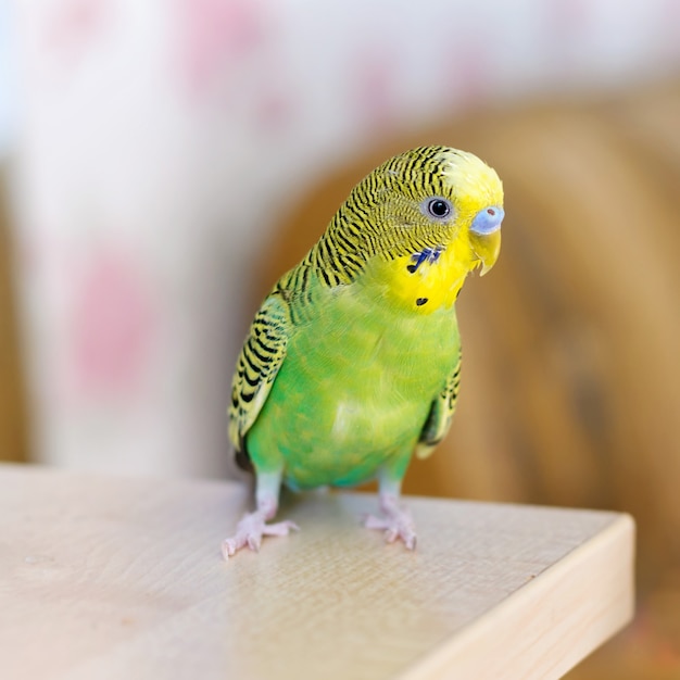 Groene grasparkiet zit op tafel Kleine binnenlandse vogel