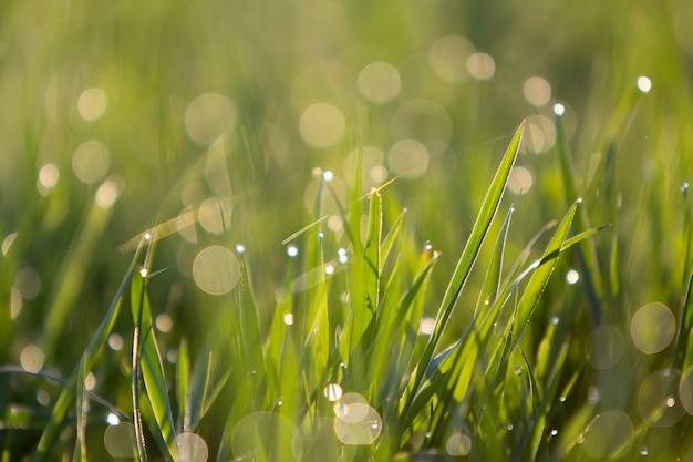 groene grassprietjes met druppeltjes