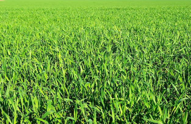 Groene grastextuur van een veld