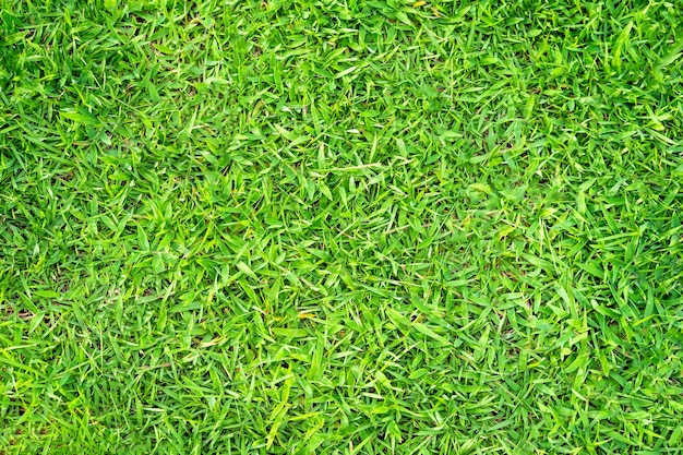 Groene grastextuur voor achtergrond groen gazonpatroon en textuurachtergrond close-up