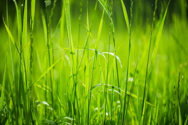 Groene grastextuur voor achtergrond