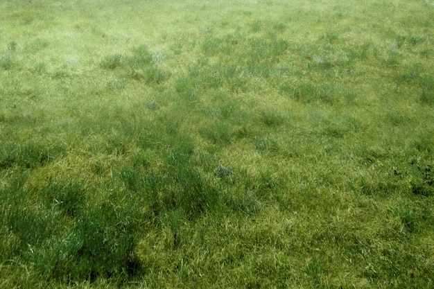 Groene grastextuur voor achtergrond