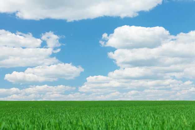 Groene grasveld blauwe lucht met wolken